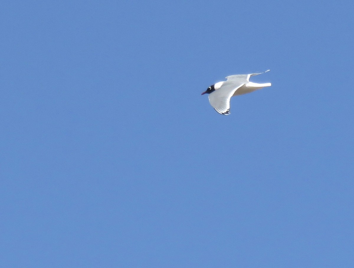 Franklin's Gull - ML449336141