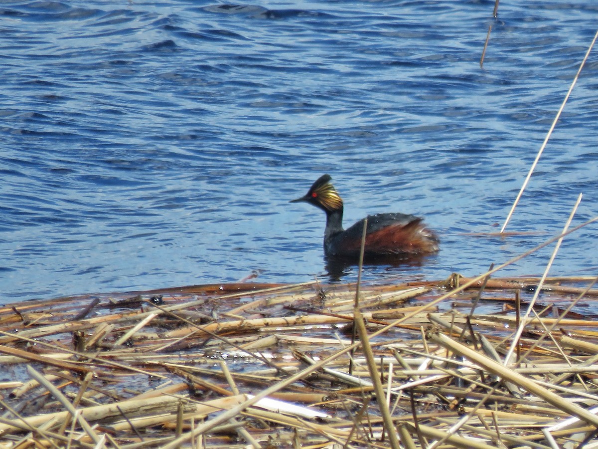 Eared Grebe - ML449336361