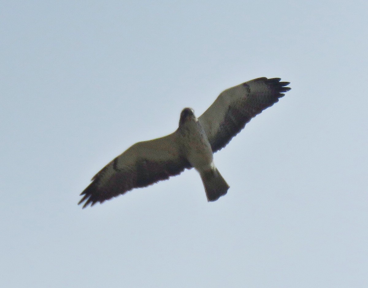 Swainson's Hawk - ML449336641