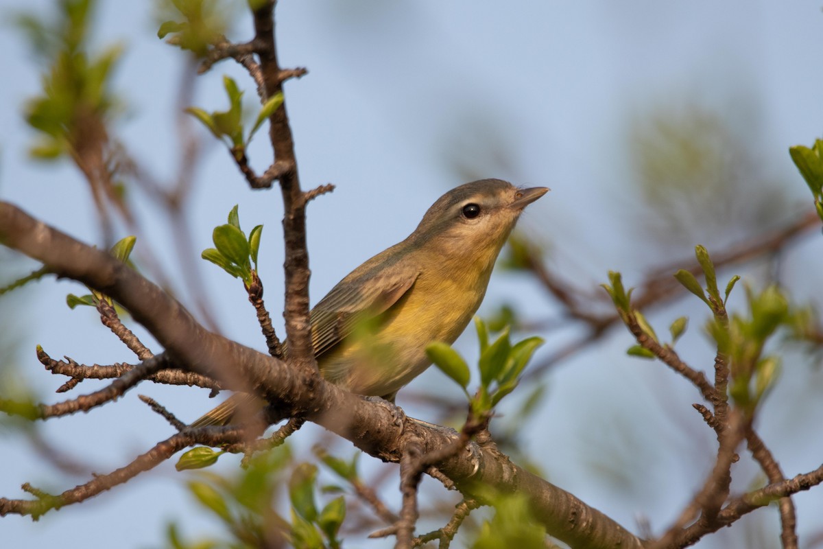 Warbling Vireo - Carson Evich