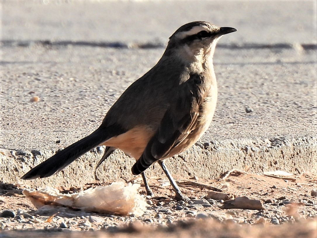 Chalk-browed Mockingbird - Michael I Christie