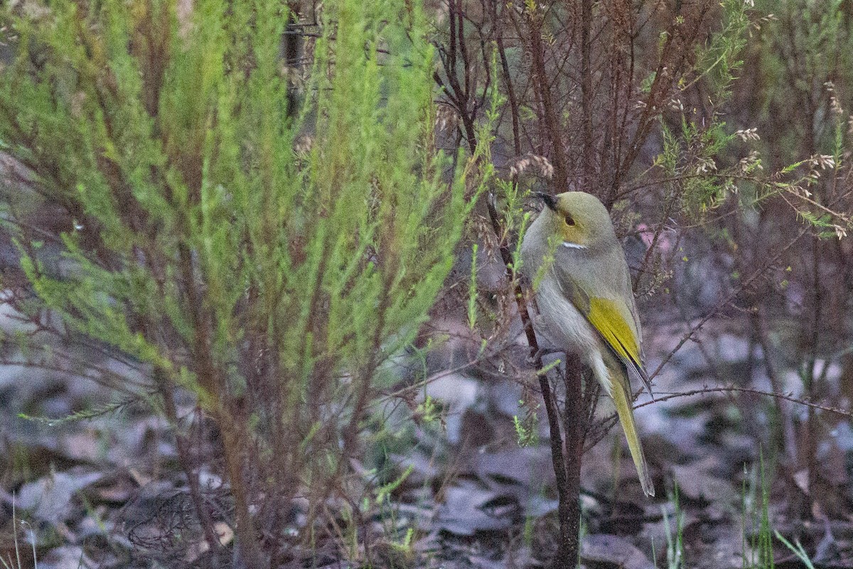 White-plumed Honeyeater - ML449340261