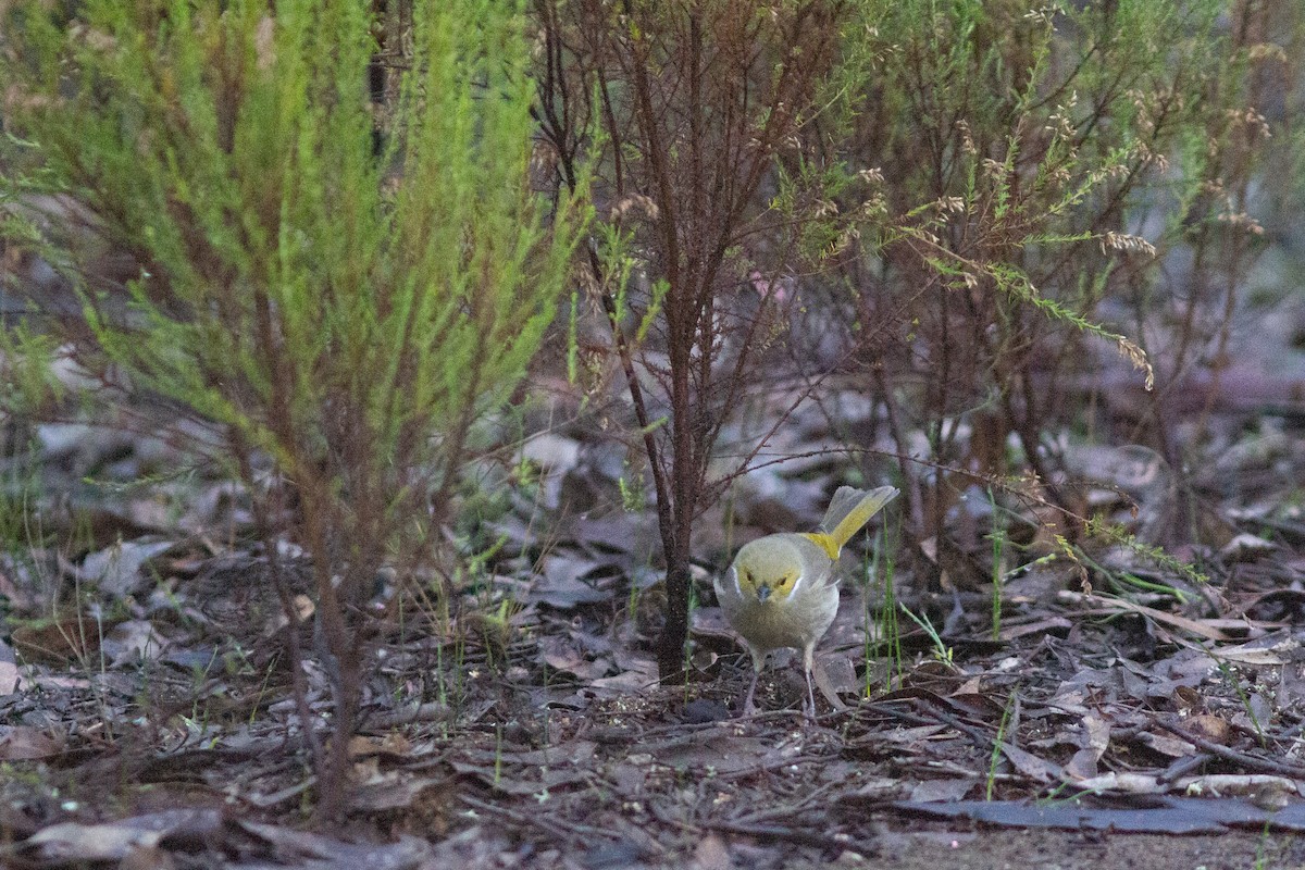 White-plumed Honeyeater - ML449340281