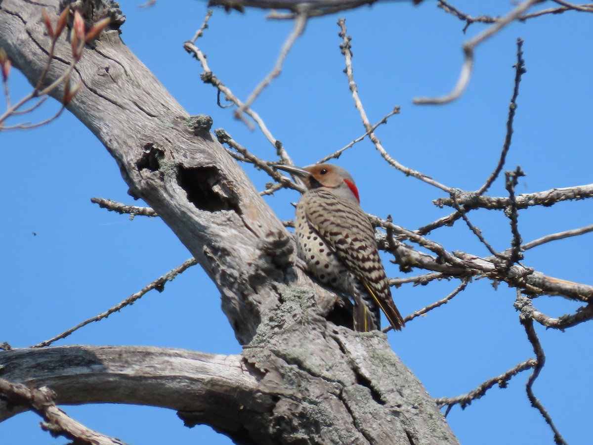 Northern Flicker - ML449340611