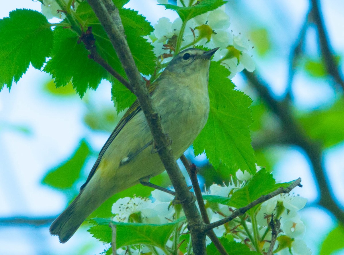 Tennessee Warbler - ML449340701