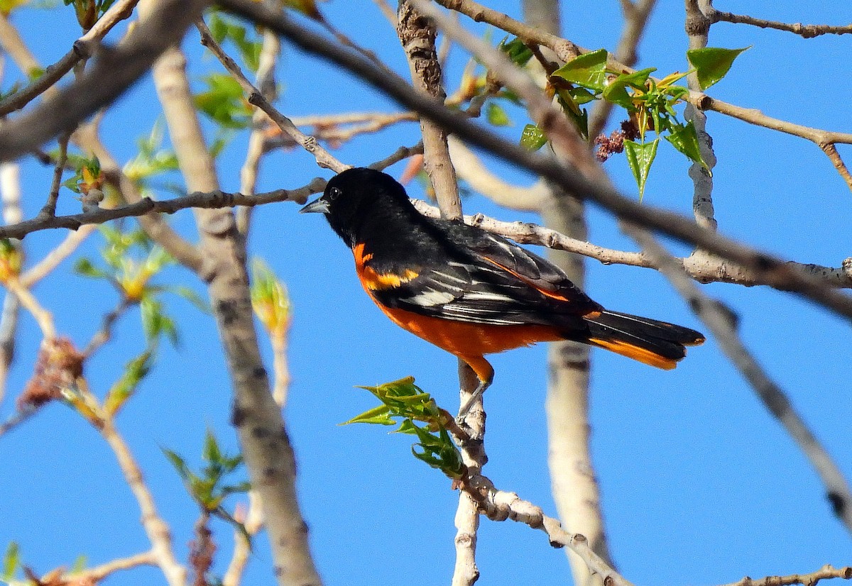 Baltimore Oriole - ML449341921