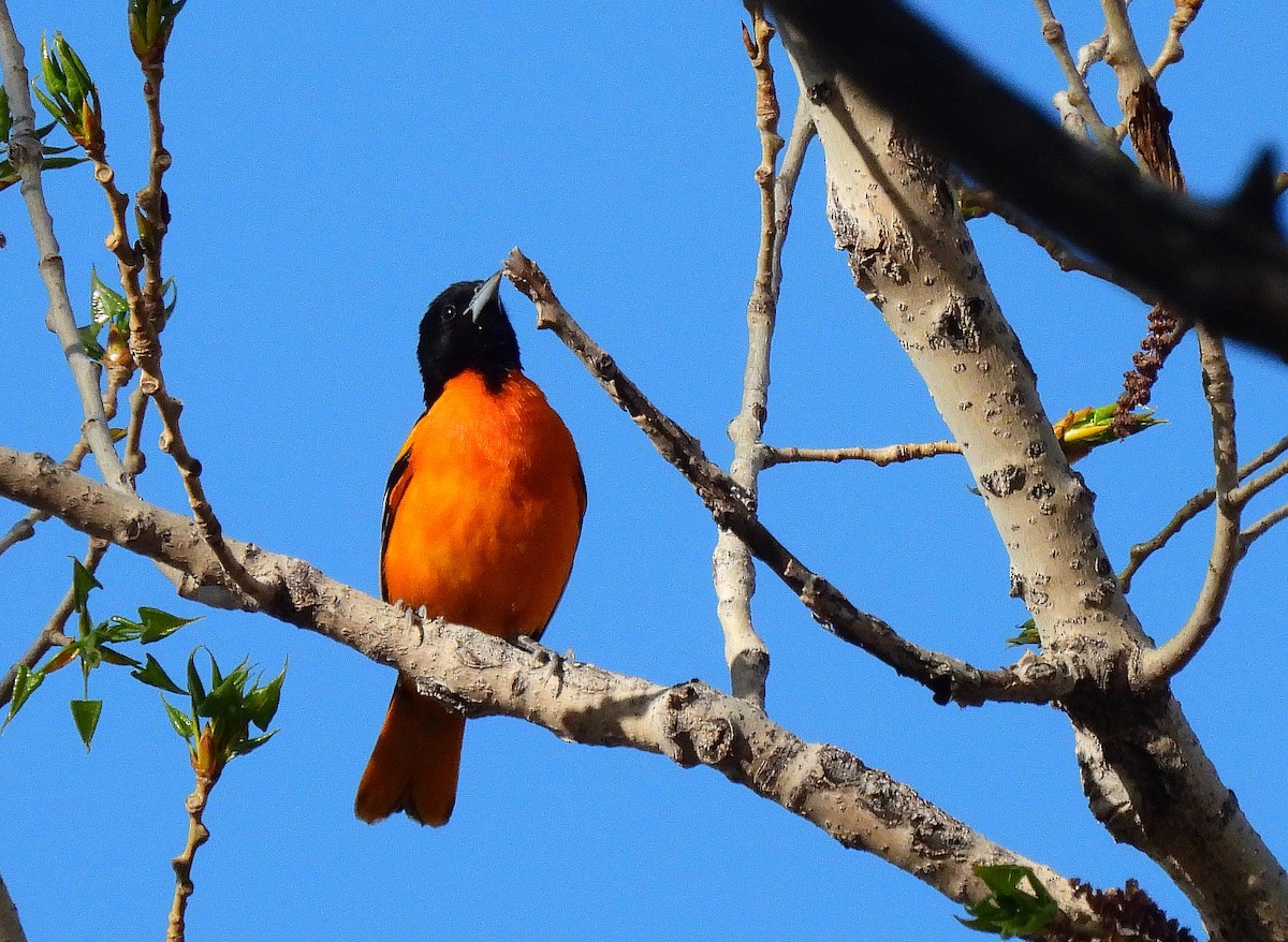 Baltimore Oriole - ML449341931