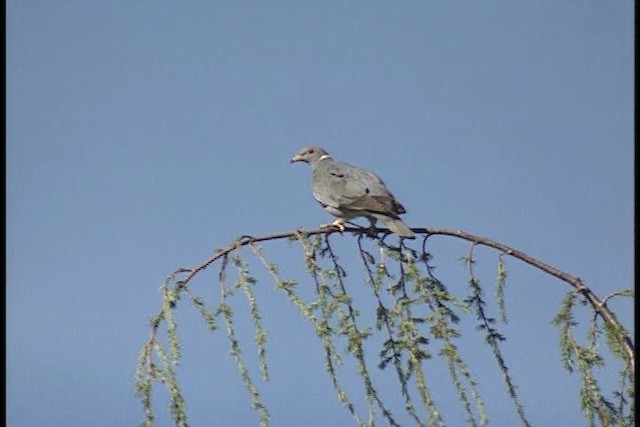 Band-tailed Pigeon (Northern) - ML449342