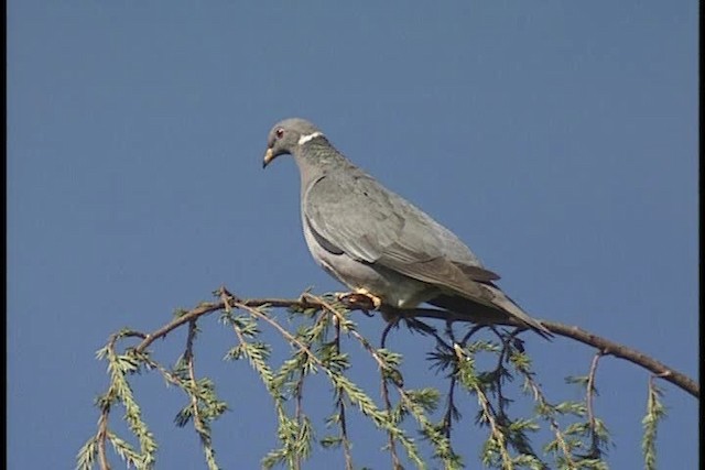 Paloma Torcaza (septentrional) - ML449345