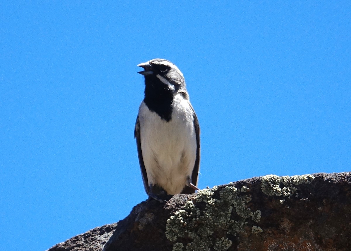 Black-throated Sparrow - ML449345651