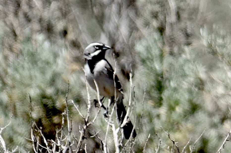 Black-throated Sparrow - ML449345691
