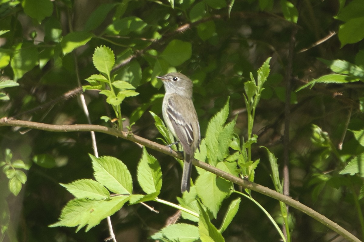 Least Flycatcher - Todd A. Watkins