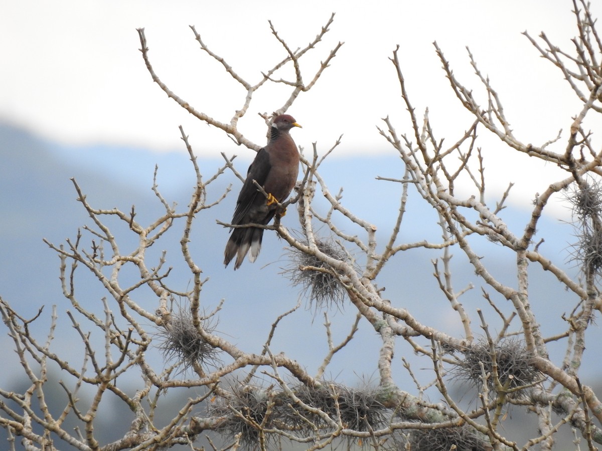 Band-tailed Pigeon - ML449346131