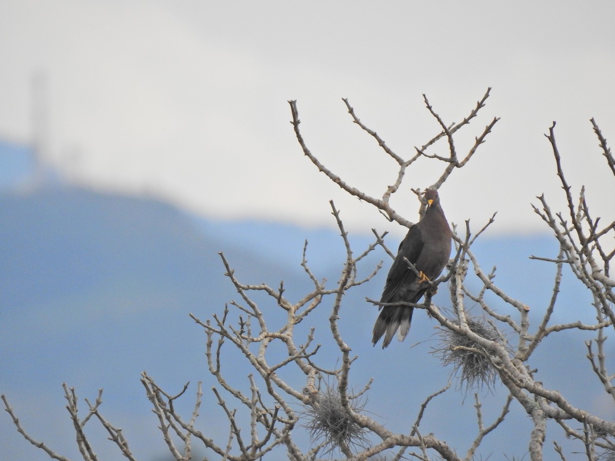 Band-tailed Pigeon - ML449346181