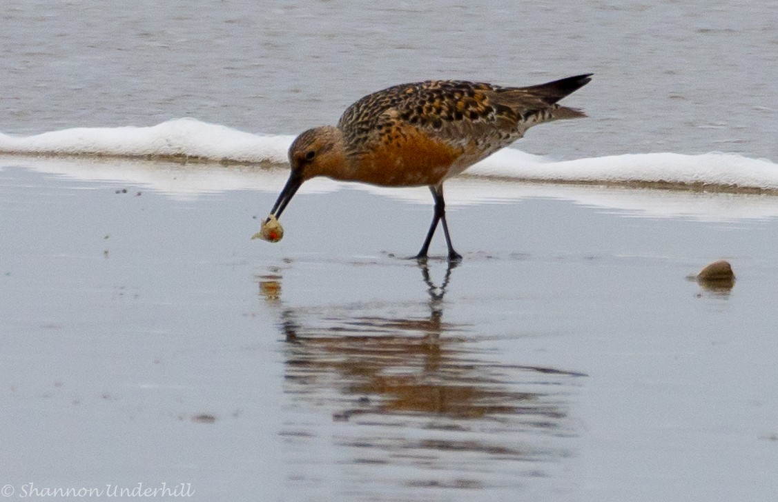 Red Knot - Shannon Underhill