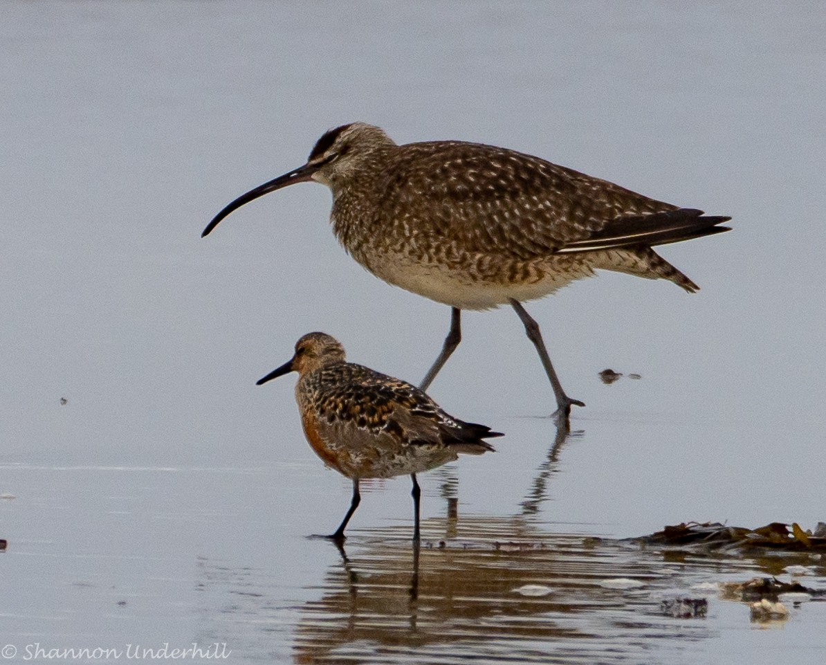 Red Knot - Shannon Underhill