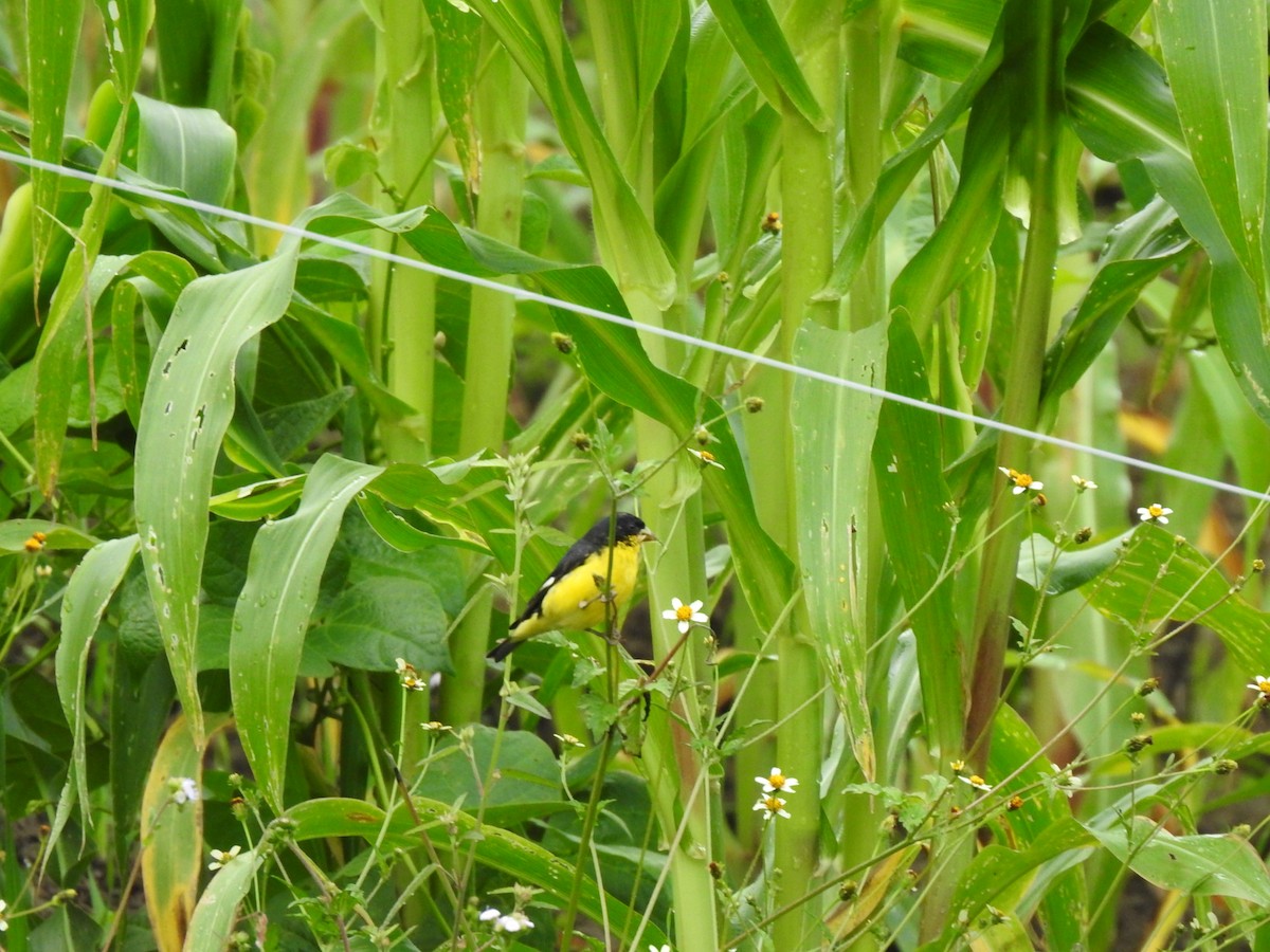 Lesser Goldfinch - ML449346731