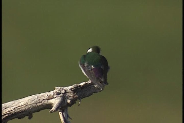 Violet-green Swallow - eBird