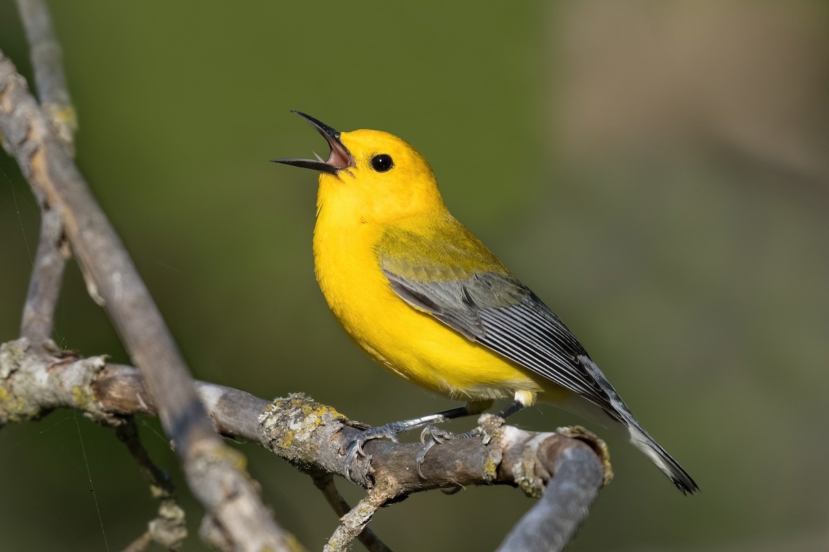 Prothonotary Warbler - Old Bird
