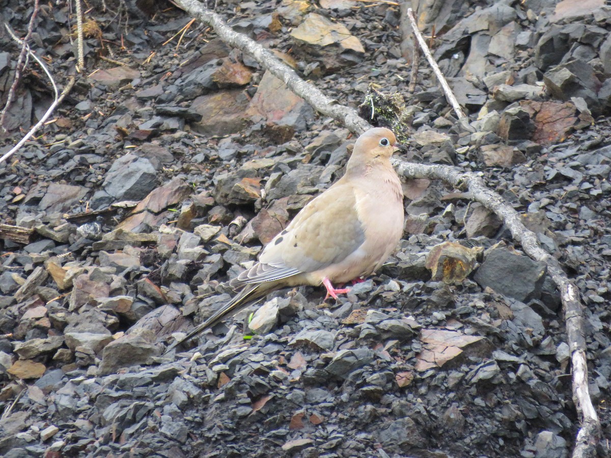 Mourning Dove - Annika Andersson