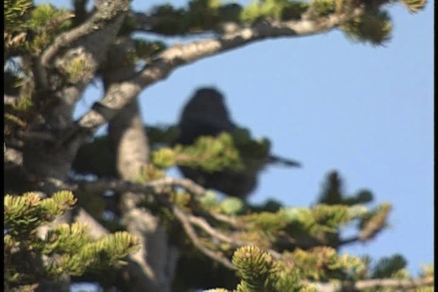 Clark's Nutcracker - ML449348