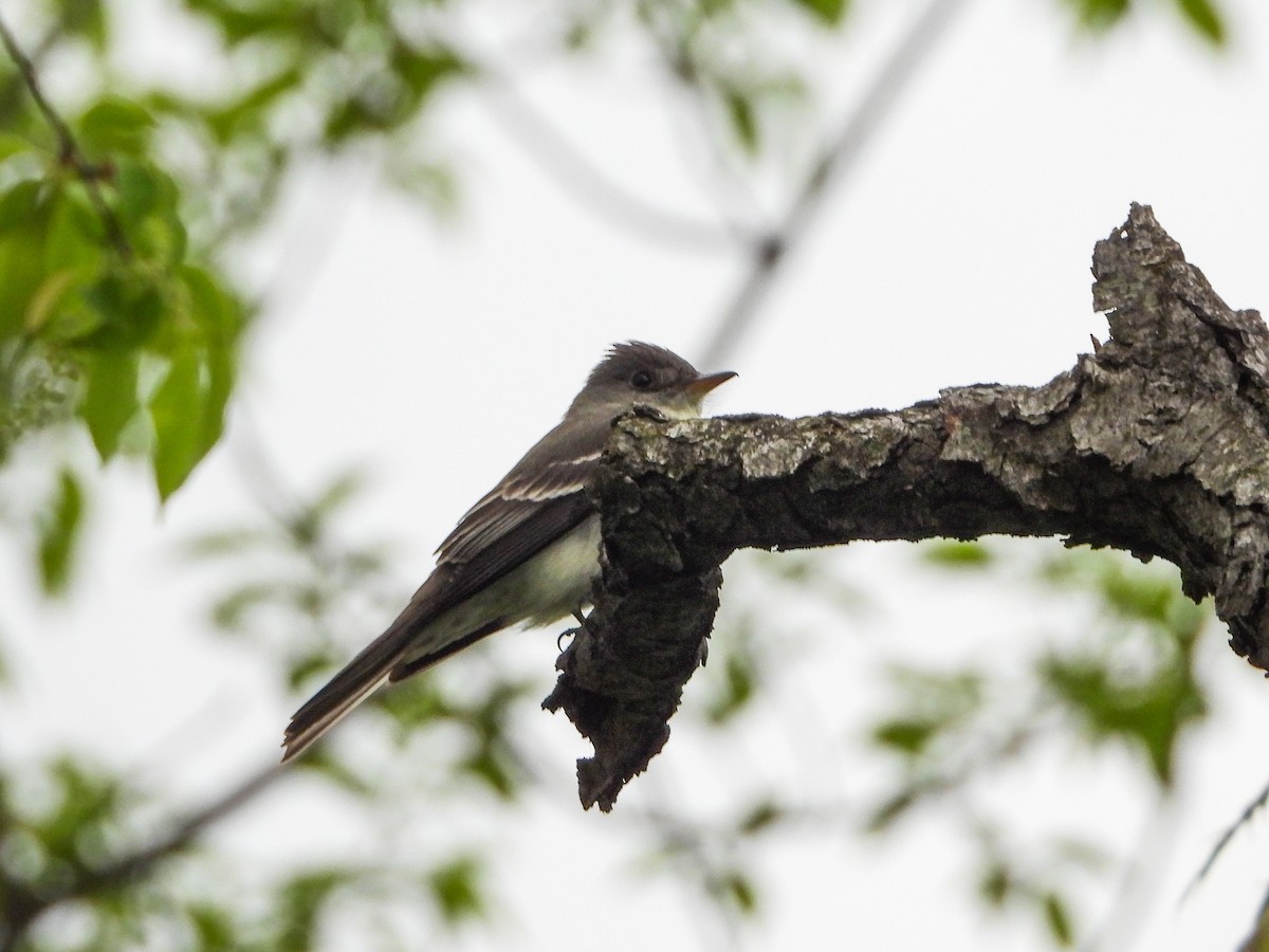 Eastern Wood-Pewee - ML449349211