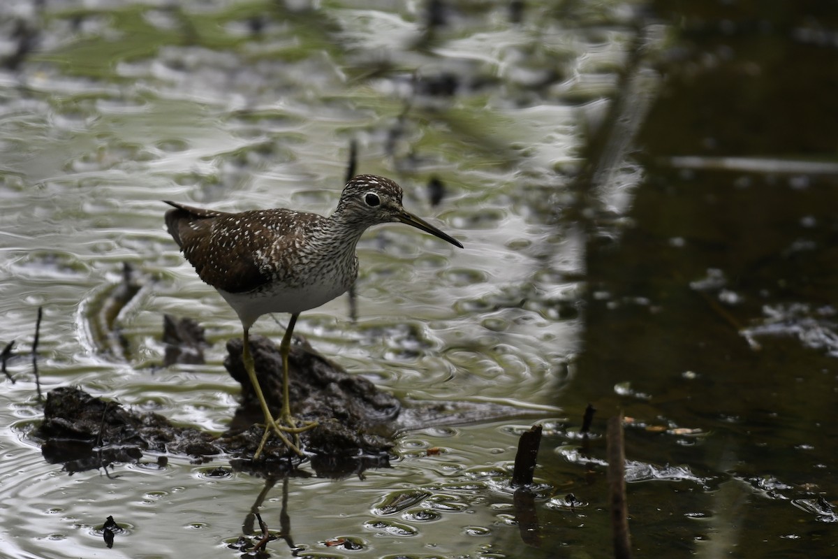 Solitary Sandpiper - ML449349601