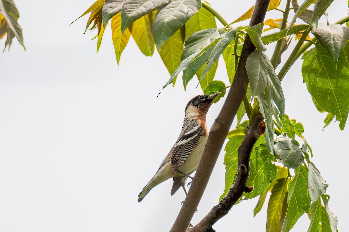 Bay-breasted Warbler - ML449350361