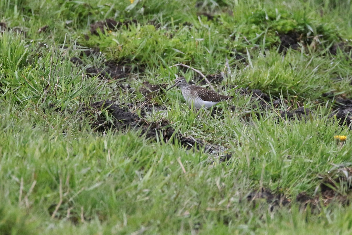 Solitary Sandpiper - ML449351271