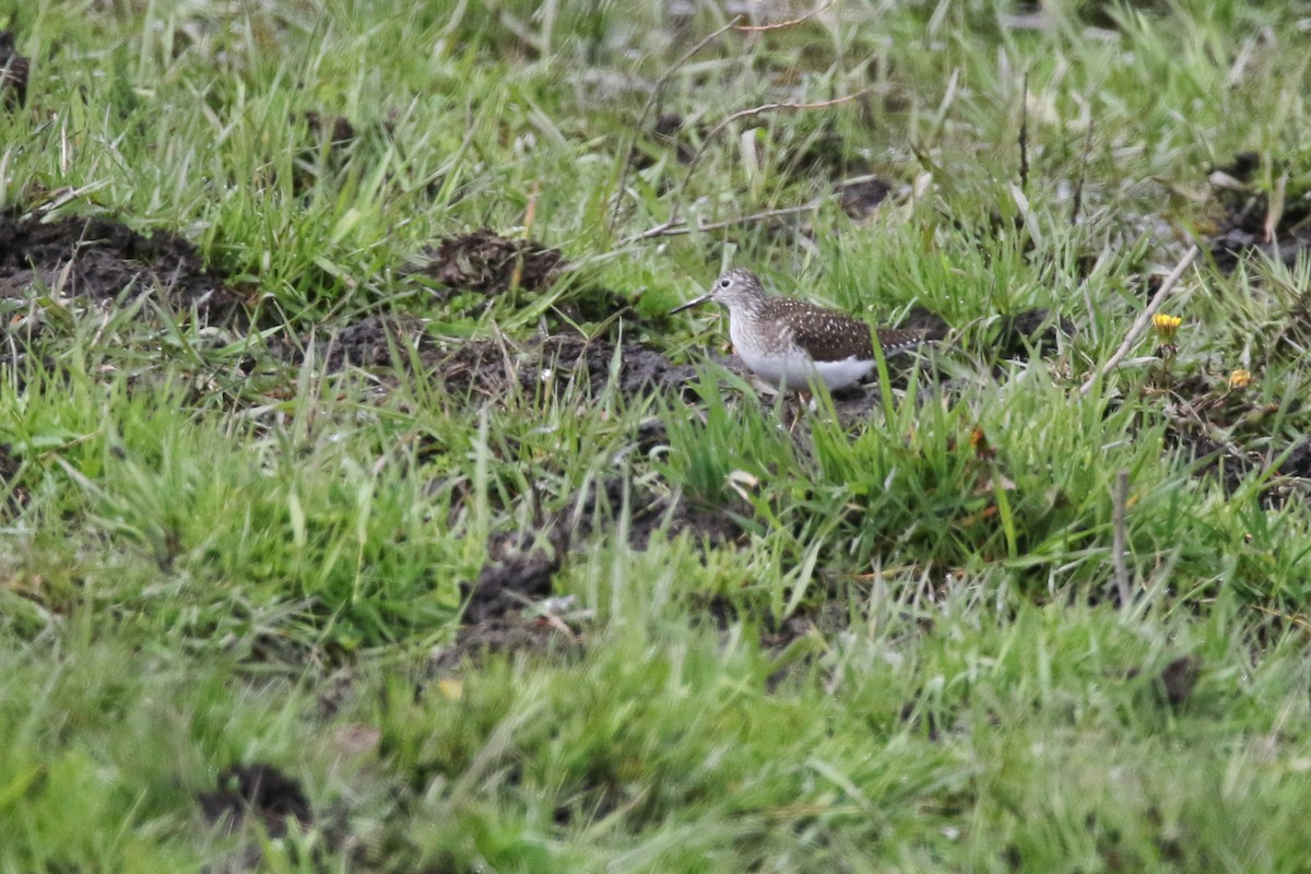 Solitary Sandpiper - ML449351341