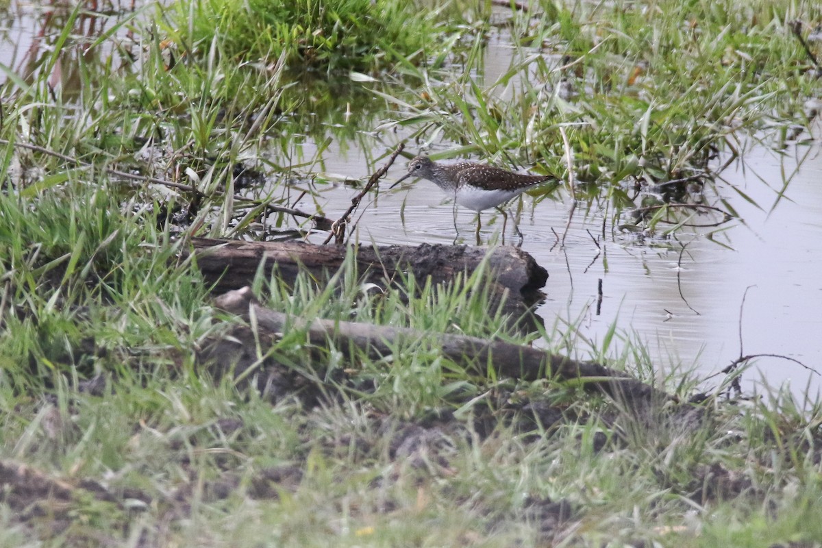 Solitary Sandpiper - ML449351371