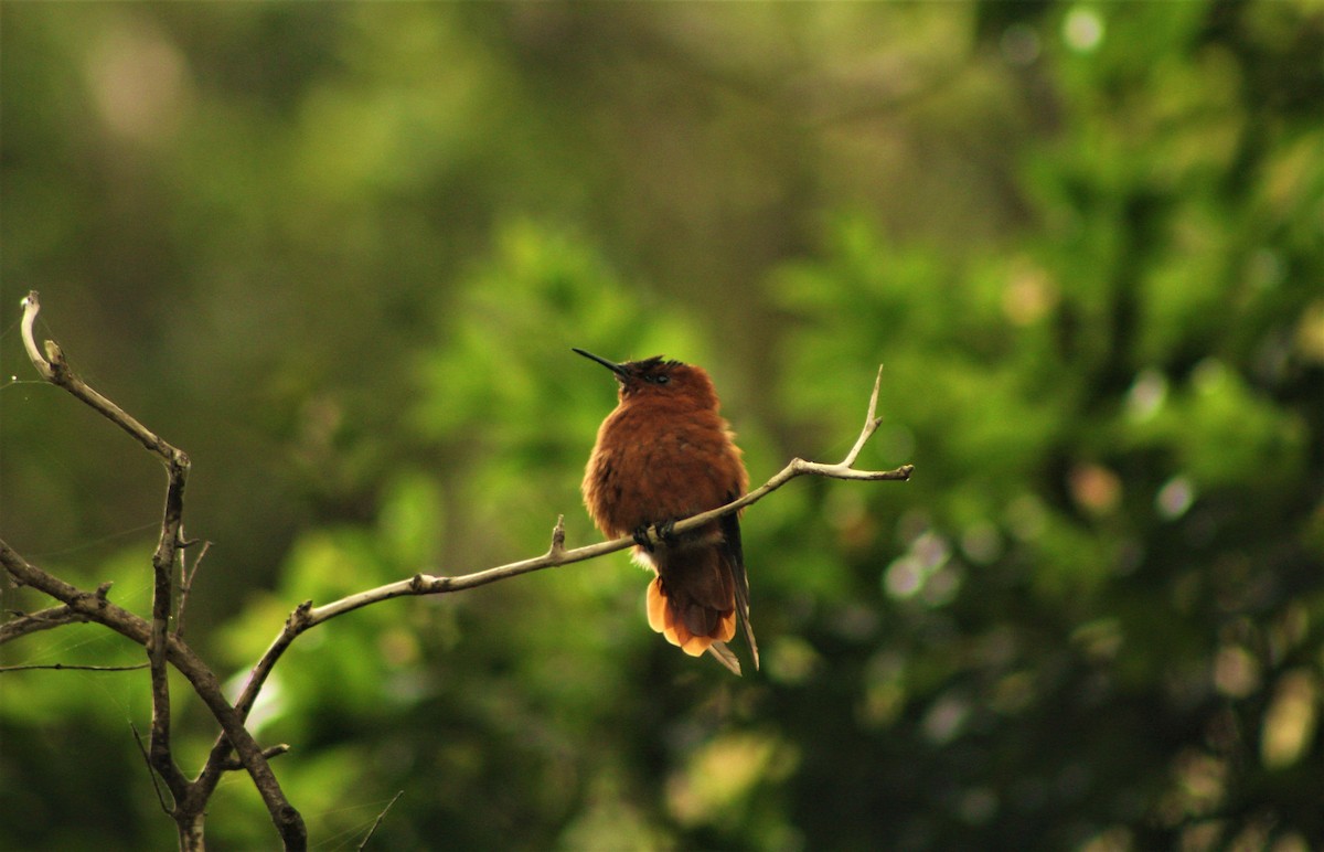 kolibřík fernandezský - ML44935141