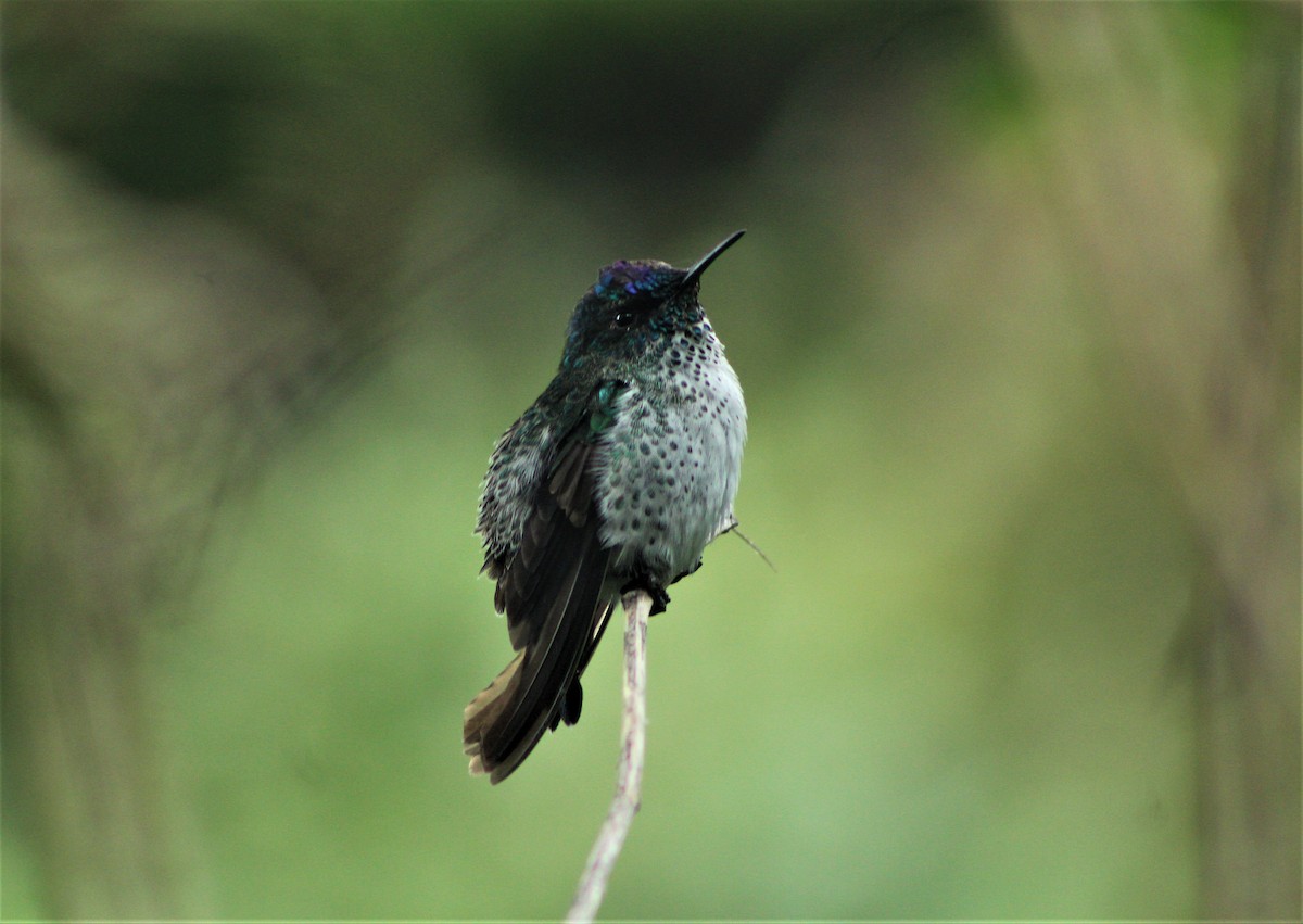 kolibřík fernandezský - ML44935161