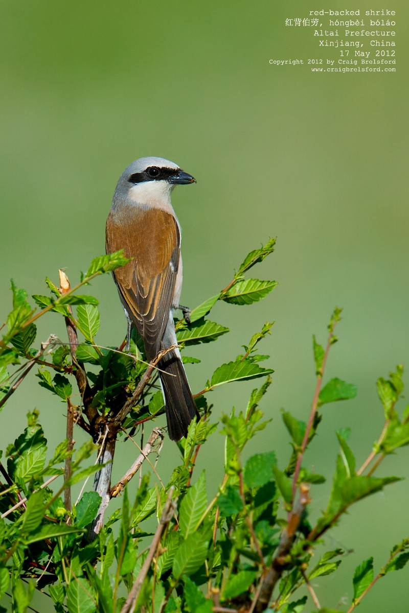 Red-backed Shrike - ML44935251