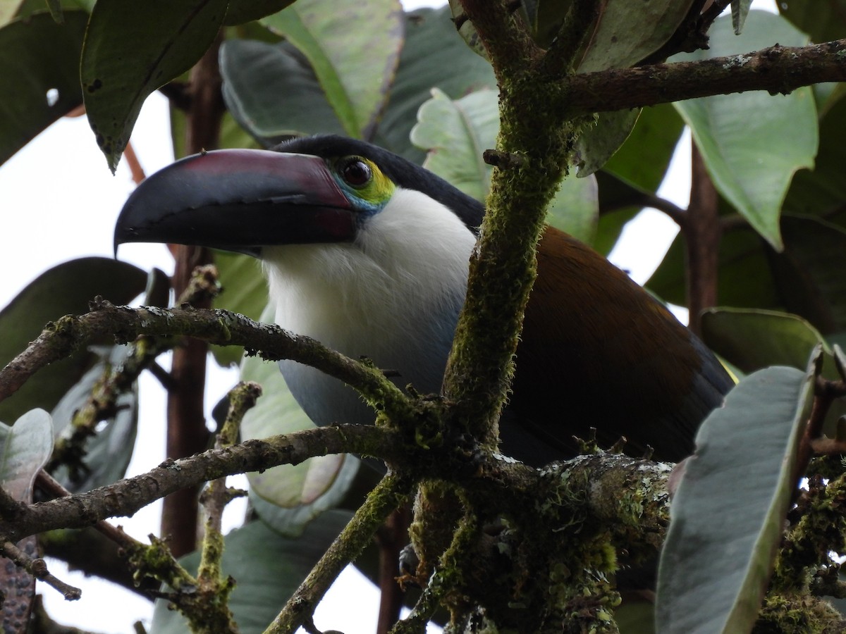 Black-billed Mountain-Toucan - ML449353851