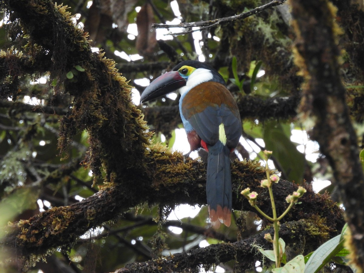 Black-billed Mountain-Toucan - ML449354711