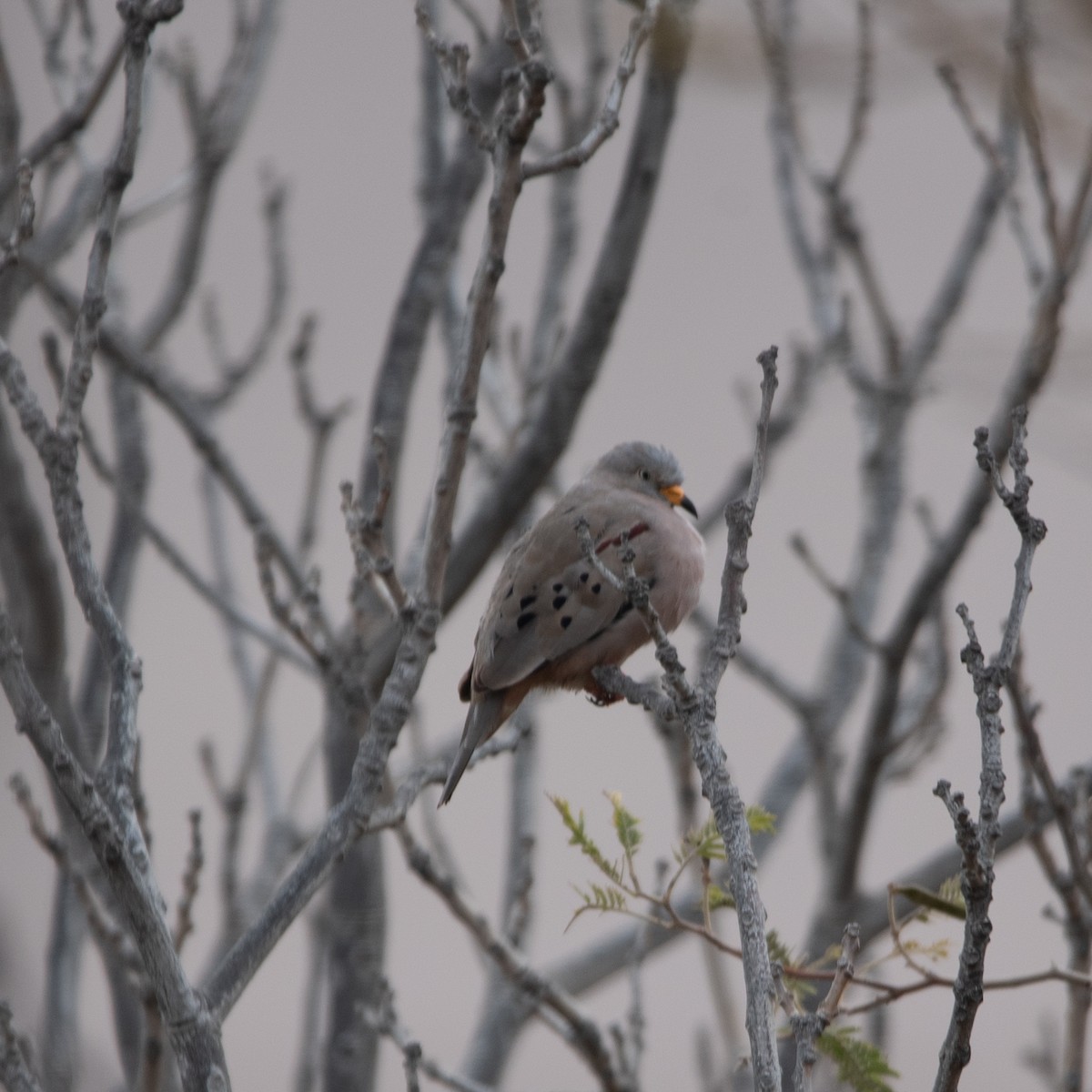 Croaking Ground Dove - ML449355741