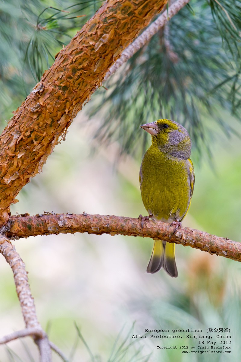 European Greenfinch - ML44935591