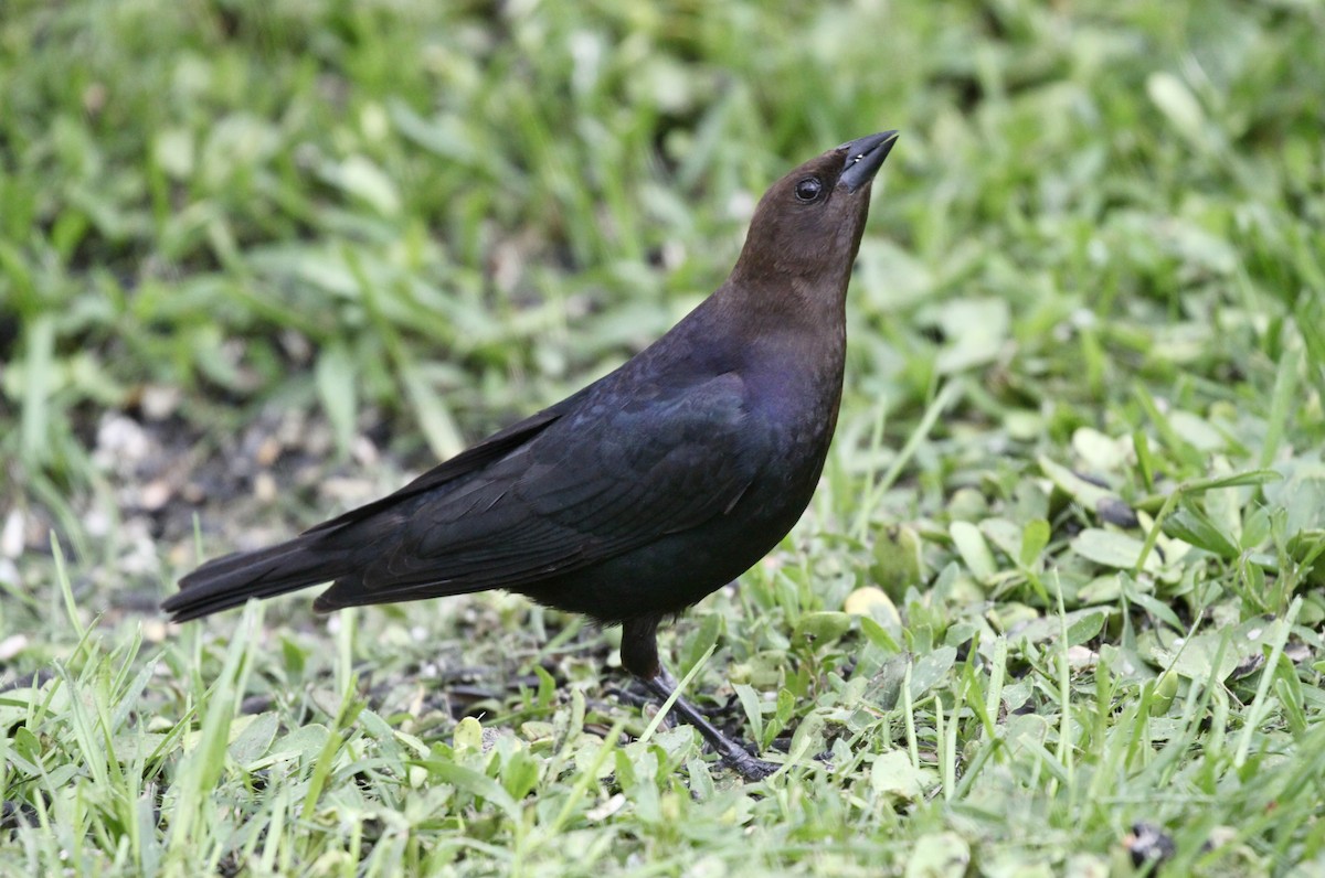 Brown-headed Cowbird - ML449357091