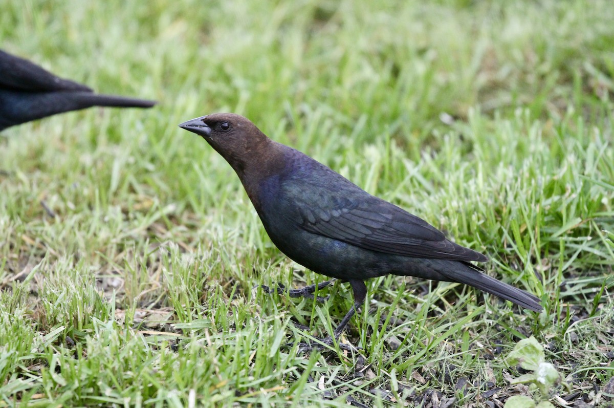 Brown-headed Cowbird - ML449357121