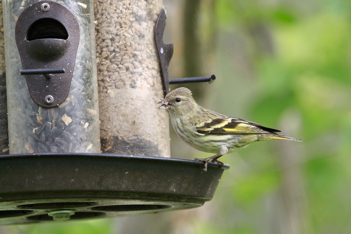 Pine Siskin (green morph) - Andrew Thomas 🦅🪶