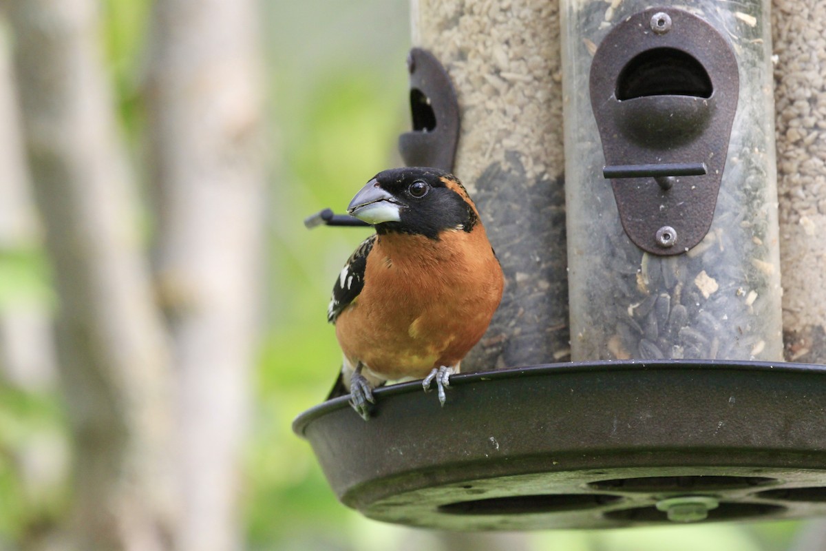 Black-headed Grosbeak - ML449357551