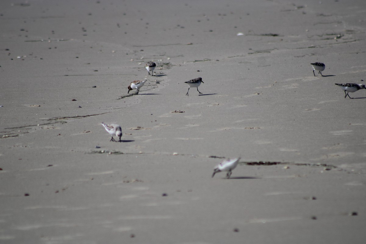Western Sandpiper - ML449357591