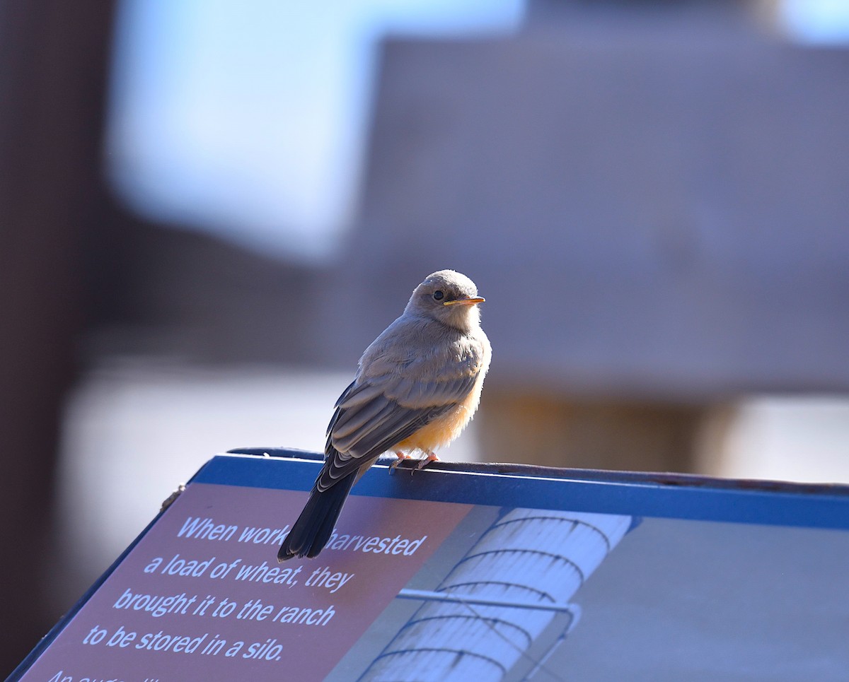 Say's Phoebe - ML449359191