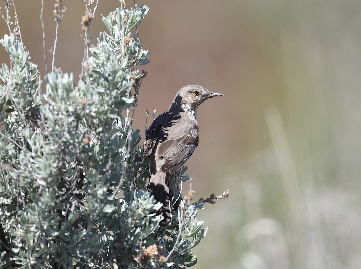 Sage Thrasher - ML449359721