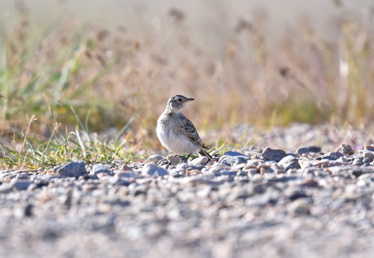 Horned Lark - ML449359801