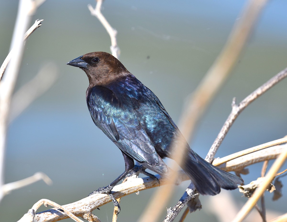 Brown-headed Cowbird - ML449360001