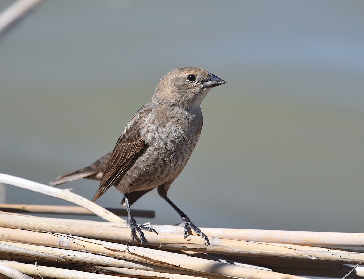 Brown-headed Cowbird - Sara Raj