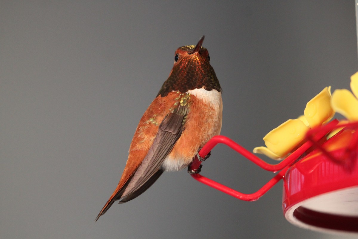 Rufous Hummingbird - ML449360161