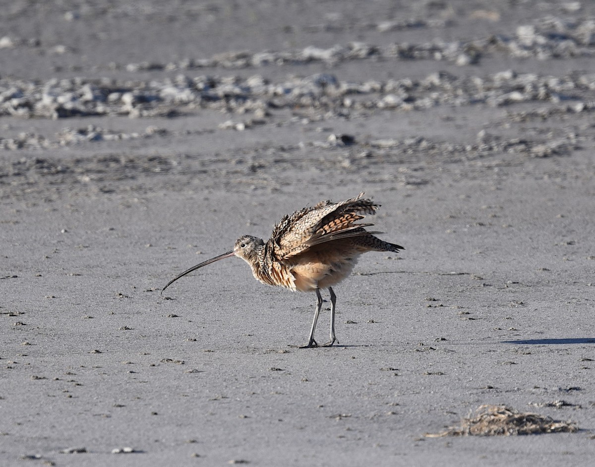 Long-billed Curlew - ML449360371